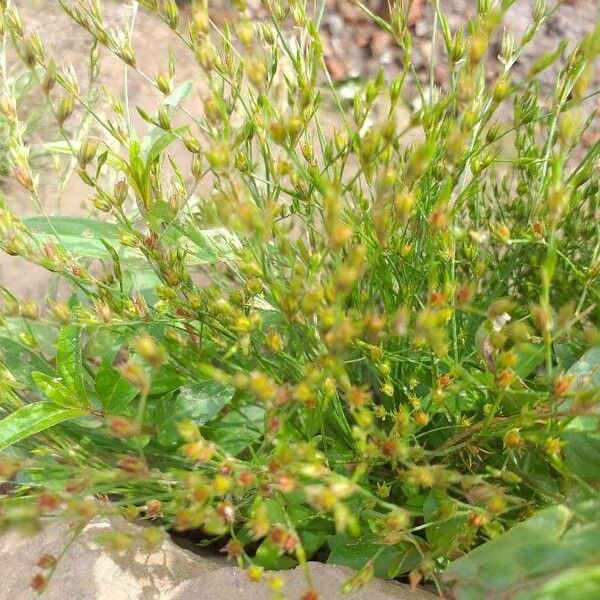 Juncus bufonius Hábitos