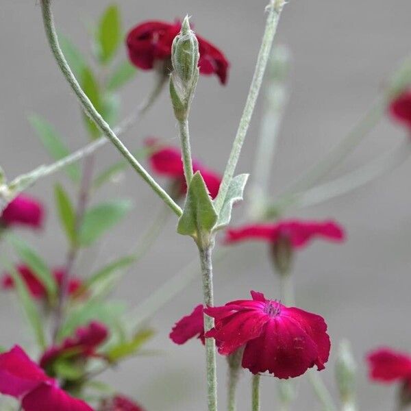 Silene coronaria عادت داشتن