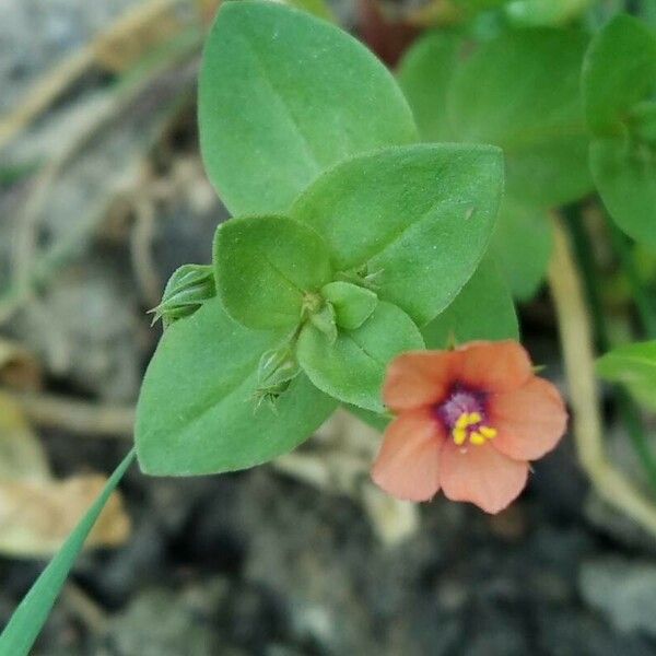 Lysimachia arvensis Leaf