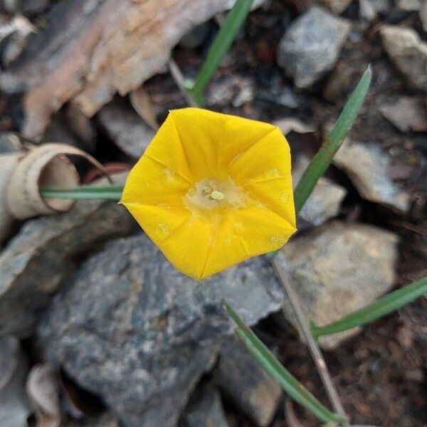 Xenostegia tridentata 花