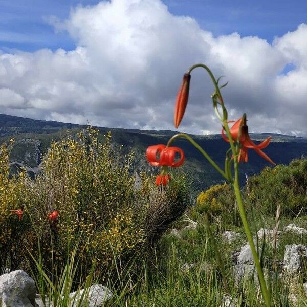 Lilium pomponium Цвят