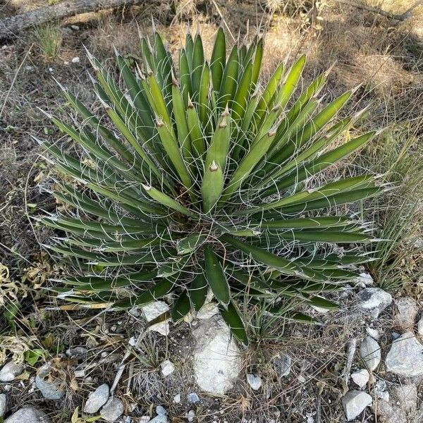 Agave filifera Elinympäristö