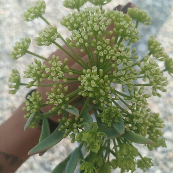 Crithmum maritimum Blad