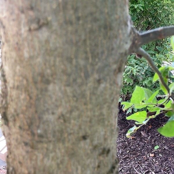 Celtis laevigata Corteza