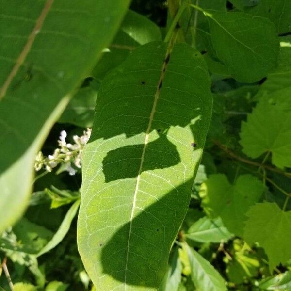 Asclepias purpurascens 葉