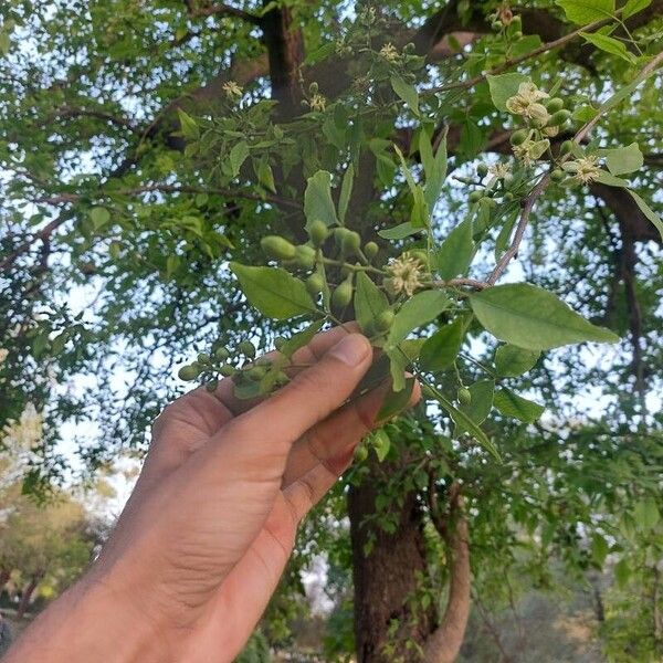 Aegle marmelos Fulla