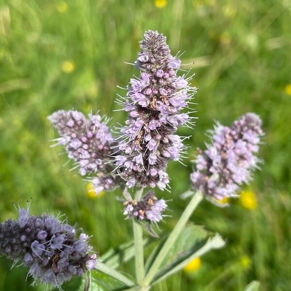 Mentha longifolia Cvet