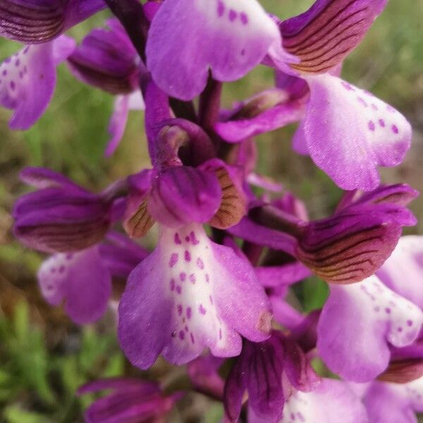 Anacamptis morio 花