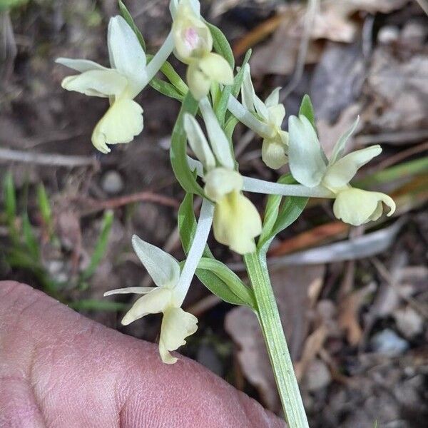 Dactylorhiza romana Flor