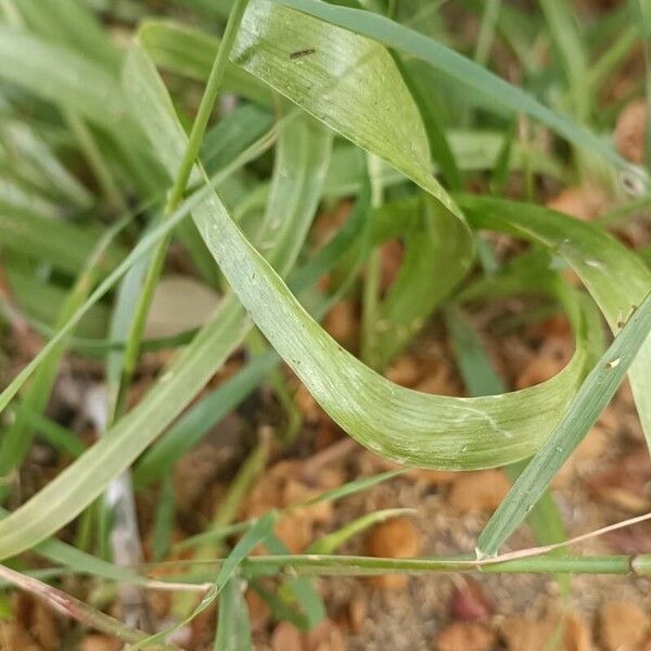 Allium neapolitanum Blad