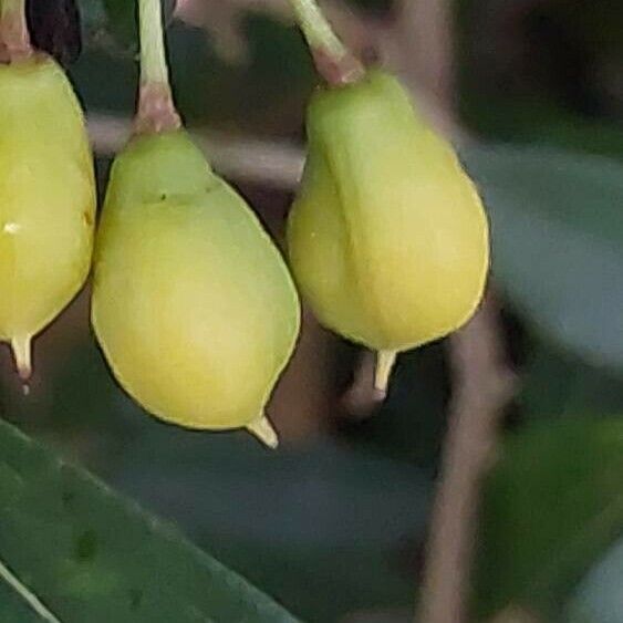 Pittosporum heterophyllum 果實