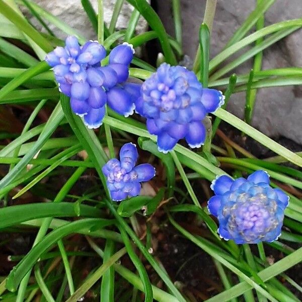 Muscari armeniacum Flower