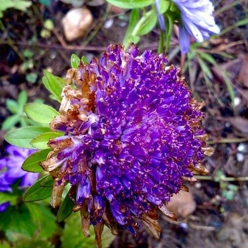 Callistephus chinensis Flower