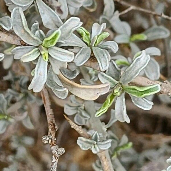 Convolvulus acanthocladus Blad