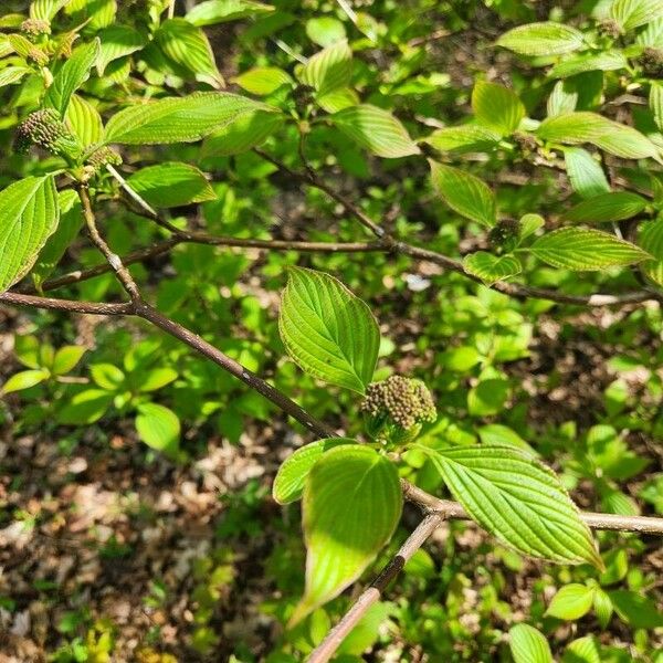 Cornus alternifolia Fiore