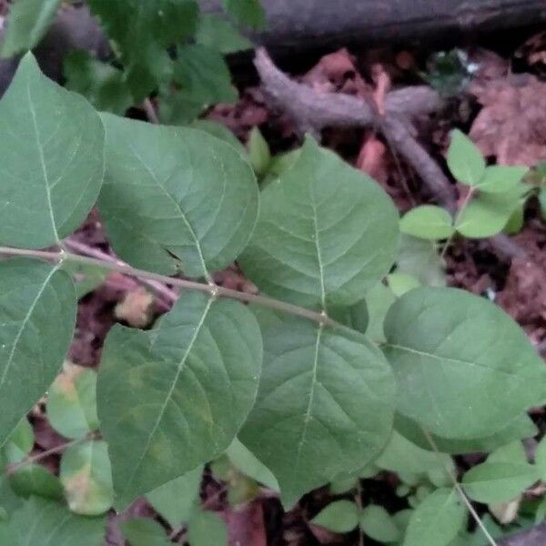 Diervilla lonicera Blad