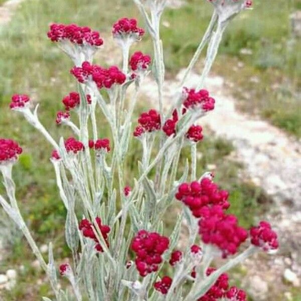 Helichrysum sanguineum Habitat