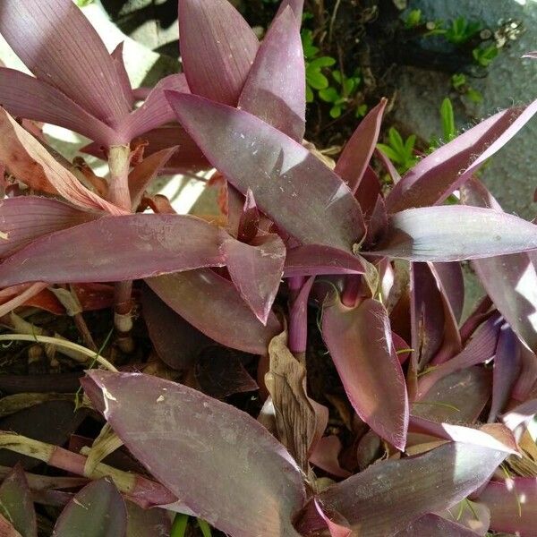 Tradescantia pallida Leaf