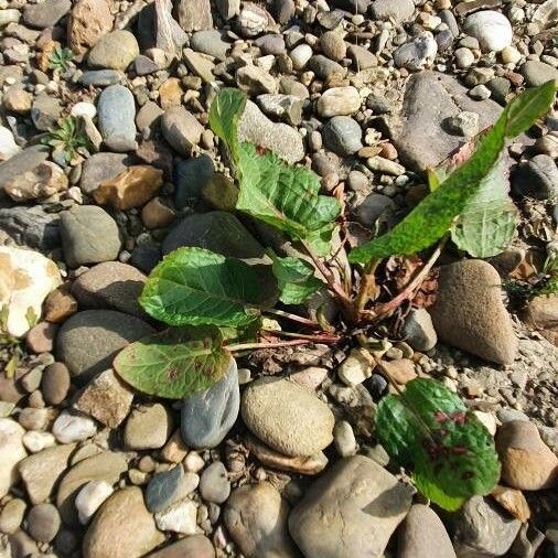 Rumex obtusifolius Folio