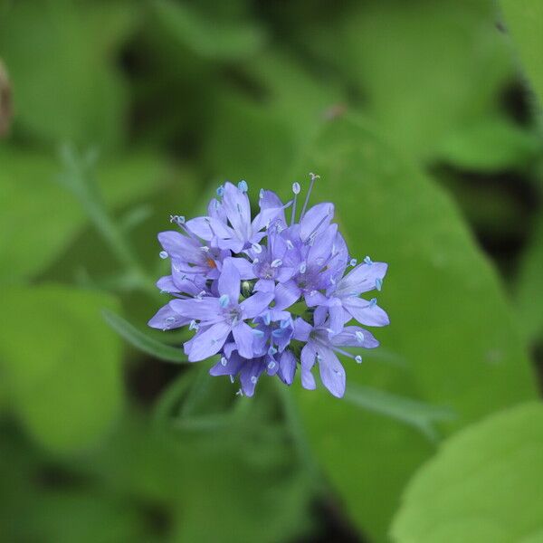 Gilia capitata 花