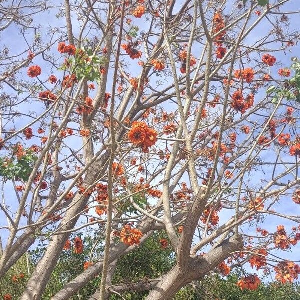 Erythrina caffra Kvet