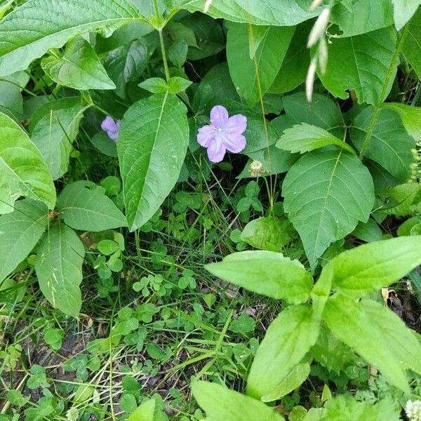 Ruellia strepens Květ