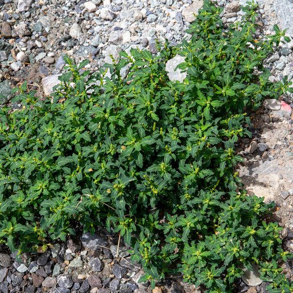 Oxybasis glauca Fleur