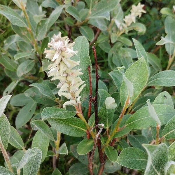 Salix glauca 花