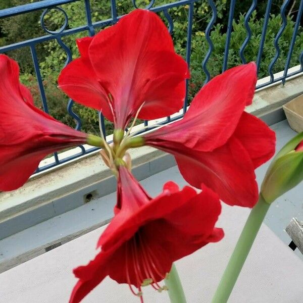 Hippeastrum reginae ᱵᱟᱦᱟ