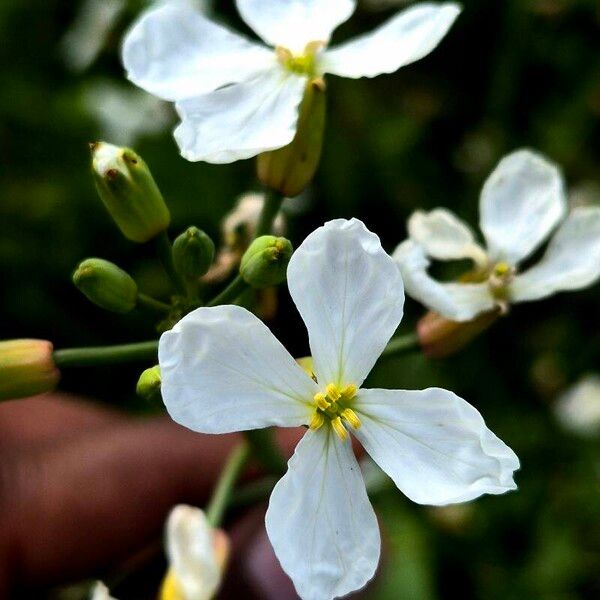 Raphanus raphanistrum Blomma