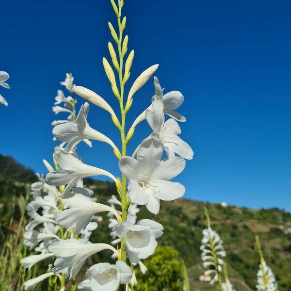 Watsonia borbonica Kwiat