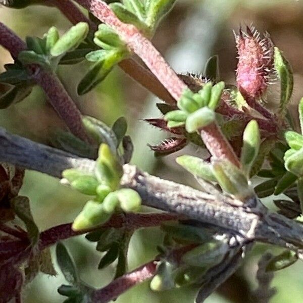 Thymus vulgaris পাতা