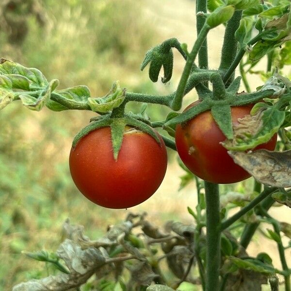 Solanum lycopersicum Frukt