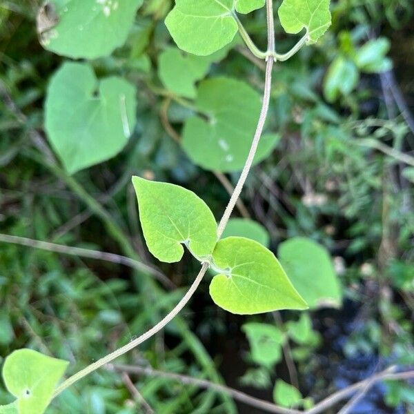 Mikania cordifolia Leaf