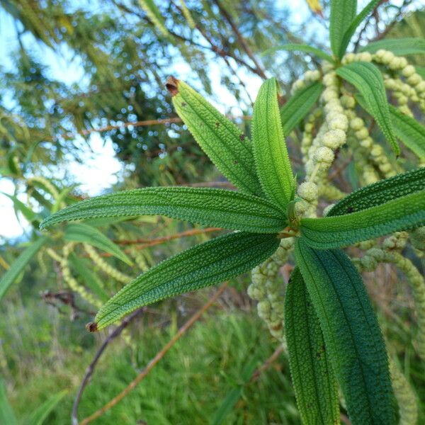 Boehmeria penduliflora Foglia