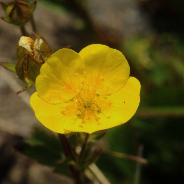 Potentilla grandiflora Flower