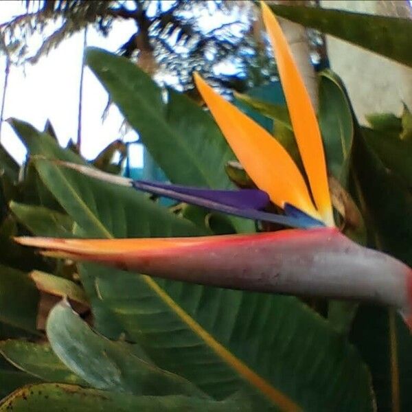 Strelitzia reginae Flower