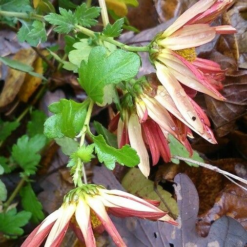 Chrysanthemum x grandiflorum फूल