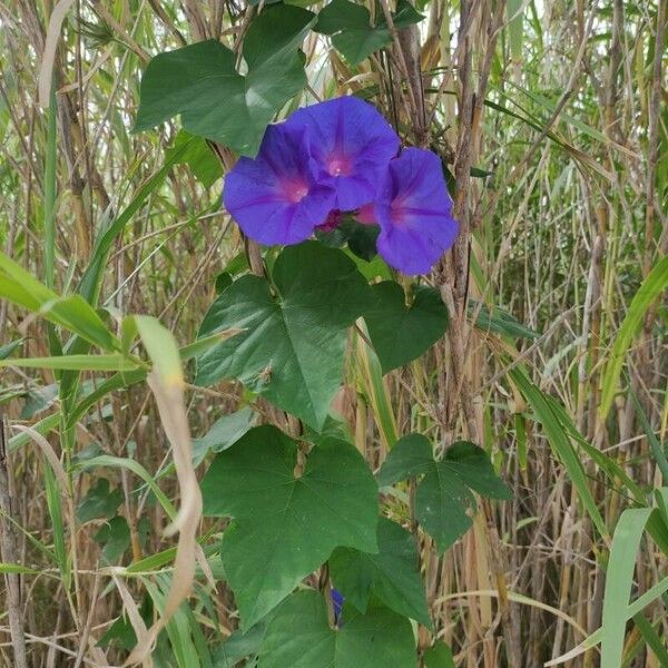 Ipomoea indica 花