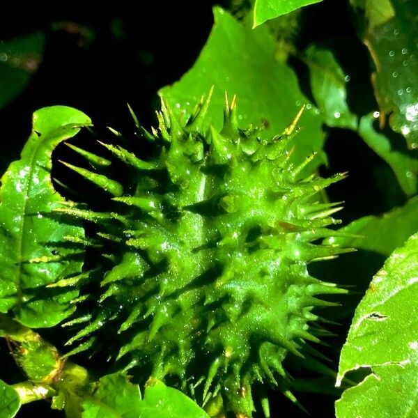 Datura stramonium Frukt