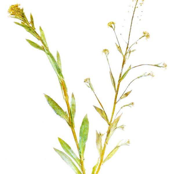 Camelina microcarpa Blad