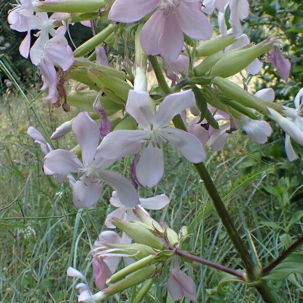 Saponaria officinalis Кветка