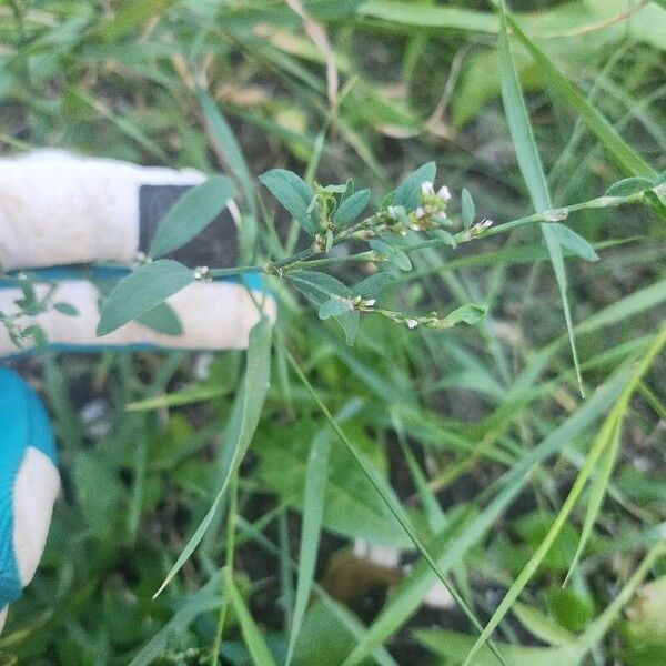 Polygonum aviculare Flower