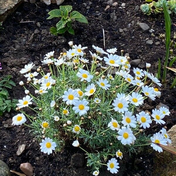 Argyranthemum frutescens Агульны выгляд