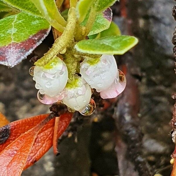 Arctostaphylos uva-ursi Flor