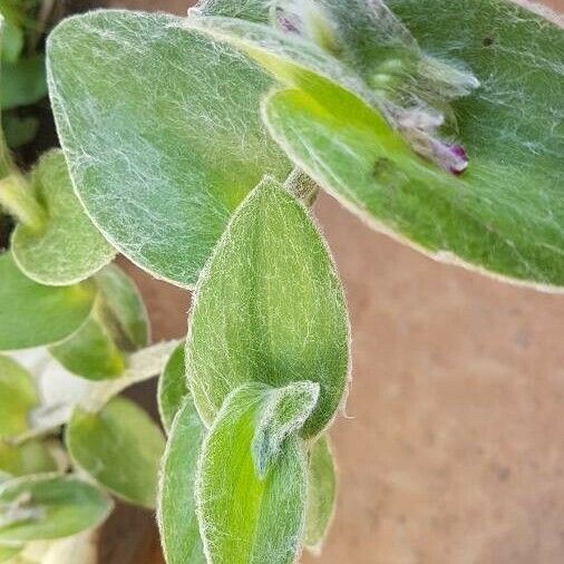 Tradescantia sillamontana Lehti