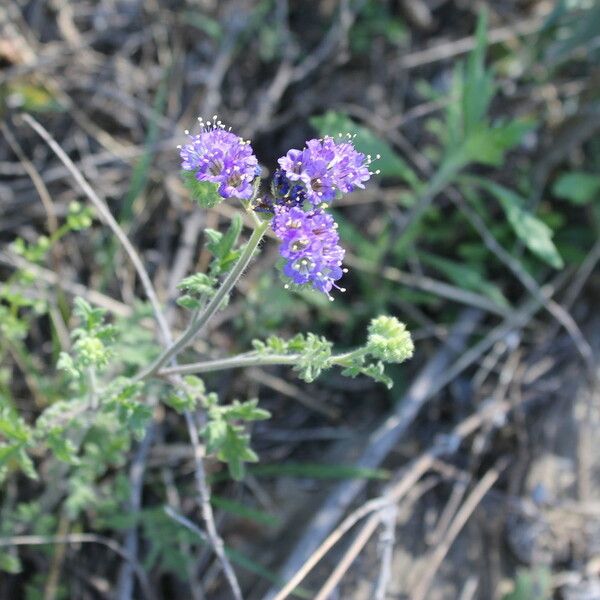 Phacelia congesta 整株植物