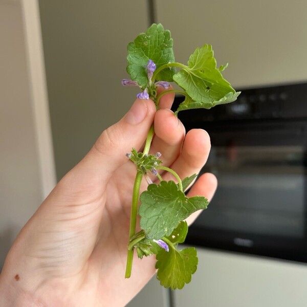 Glechoma hederacea Blomst