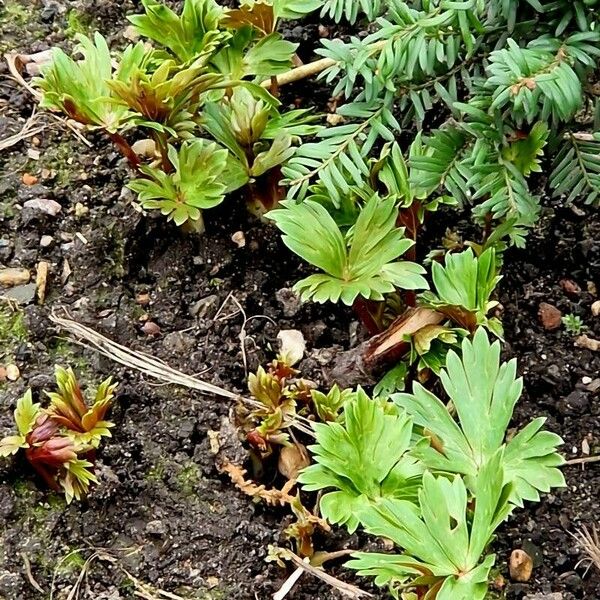 Aconitum variegatum Leaf