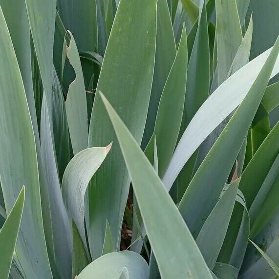 Iris × germanica Blad